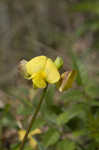 Hairy cowpea